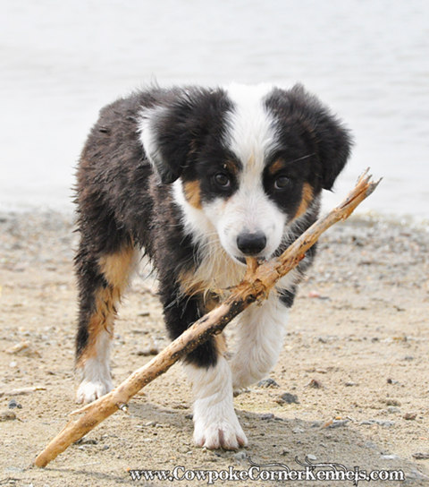 Mini-australian-shepherd 0758