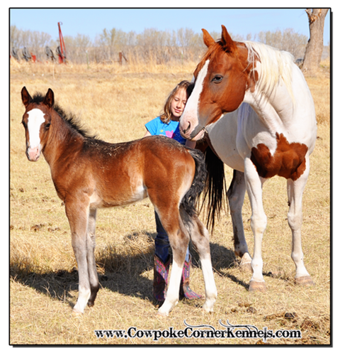 Monkey-and-sock-foal 0398