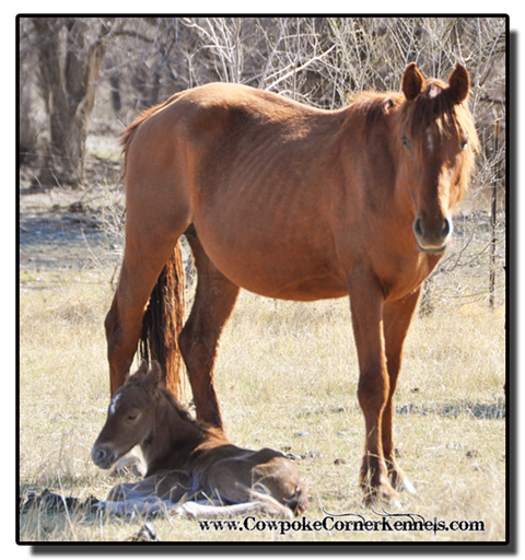 Red-Cat-Foal 0290